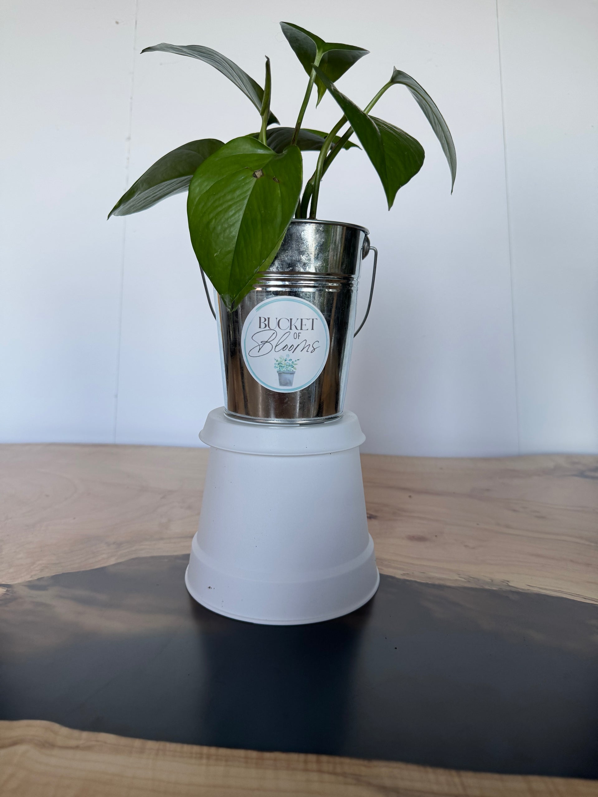 pots for golden pothos Golden Pothos – Bucket of Blooms