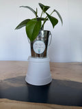 Golden Pothos