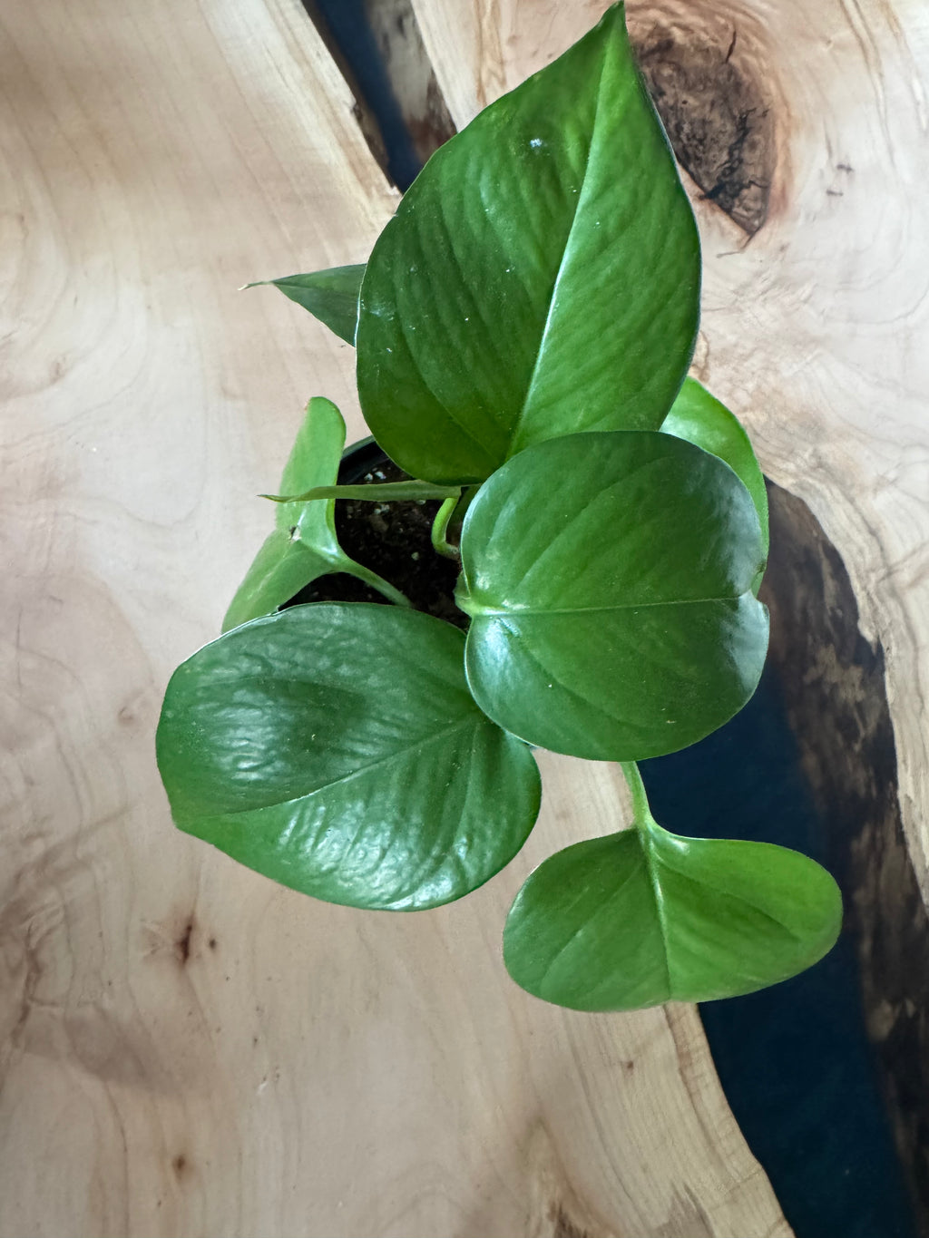 Golden Pothos
