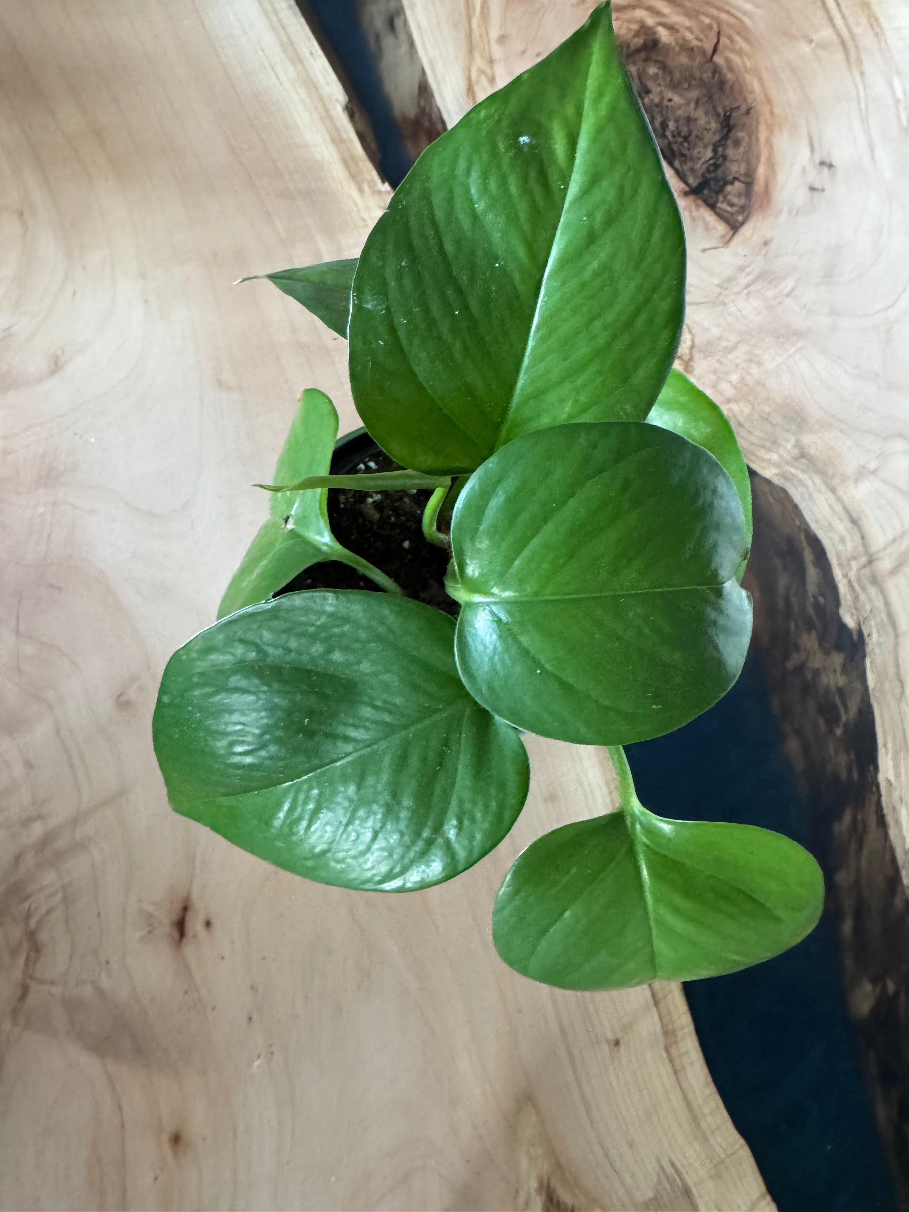 Golden Pothos